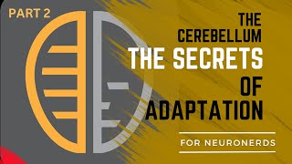 Feedback and feedforward cerebellum