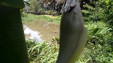 Câu Cá Thác Lác nhưng không ngờ trúng ổ cá Rô đồng| GÒ CÔNG TV