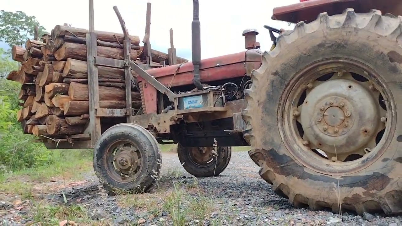 Removendo lenha do mato sentido ao depósito PT.2🙏🏼