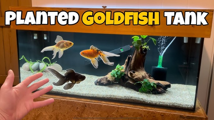 HOW TO SET UP A GOLDFISH TANK 