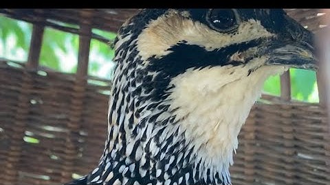 Tiếng chim đa đa mồi tóc cò lâu, đa đa đẹp gáy hay kích bổi nhanh gáy