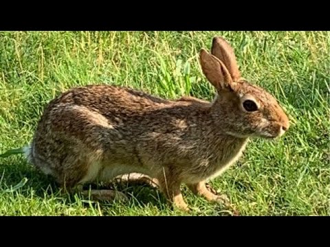 Cracker Crusted Rabbit Cottontail bunny rabbit eats first cracker - YouTube