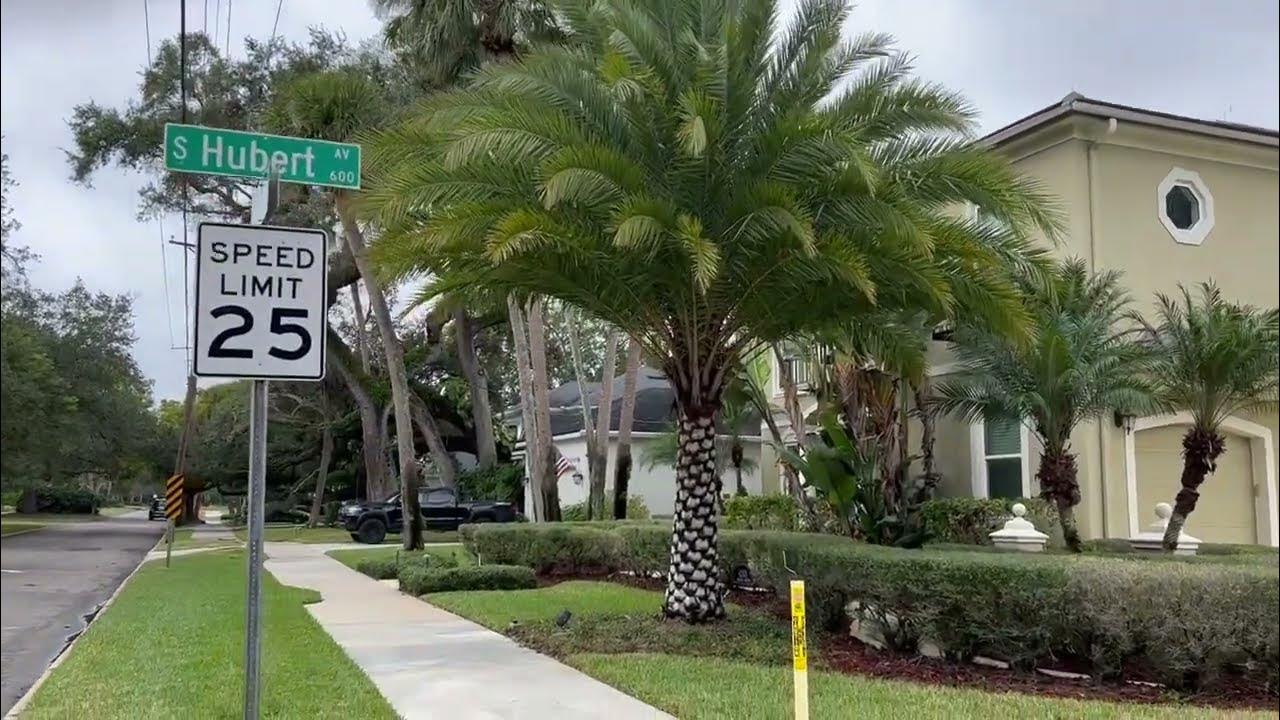 Stunning Sylvester Palm/The Tree Planters Installing Trees for 50 Years /Large Trees and Palms