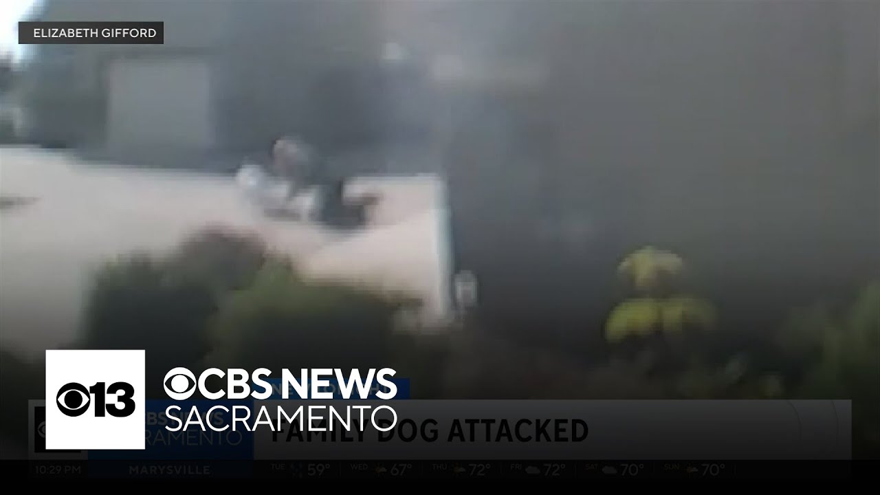 Natomas family in mourning after beloved dog viciously attacked