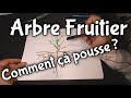 Comment pousse un arbre fruitier 