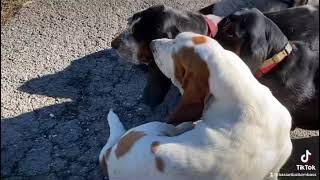 I’m So Hungry by BassetBottomBassets European Basset Hound Puppies 263 views 2 years ago 39 seconds