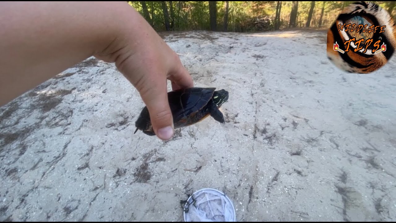 Another turtle! The Midland painted turtle! (Interesting facts) - YouTube