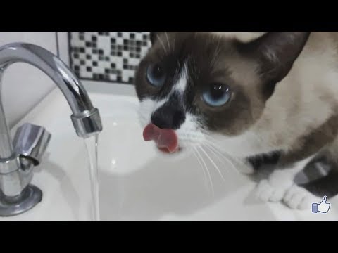 Gata Siamês tomando água da torneira - YouTube