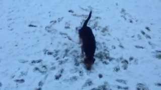 Airedale Hunting A Vole