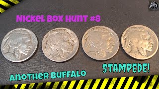 Nickel Box Hunt #8: Another Buffalo Stampede!