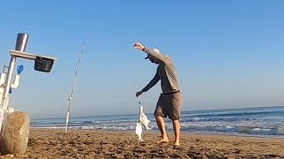 POMPANO Limit! - Surf Fishing in Florida - Sunrise Bite