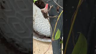 The red neck of an anole (lizard!)🦎Things I see at Moms! #mississippi #lizard #redneck