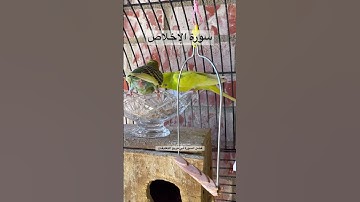 #سورة_الإخلاص #قرآن #مشاري_العفاسي #المصحف #العراق #اكسبلور #طيور #البادجي #quran #birds #budgies