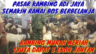 Satu Juta Dapat 3 Ekor Kambing Jantanpasar Kambing Adi Jaya