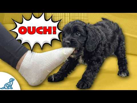 3 Ways To STOP Puppy Biting FAST