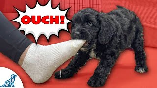 3 Ways To STOP Puppy Biting FAST screenshot 5