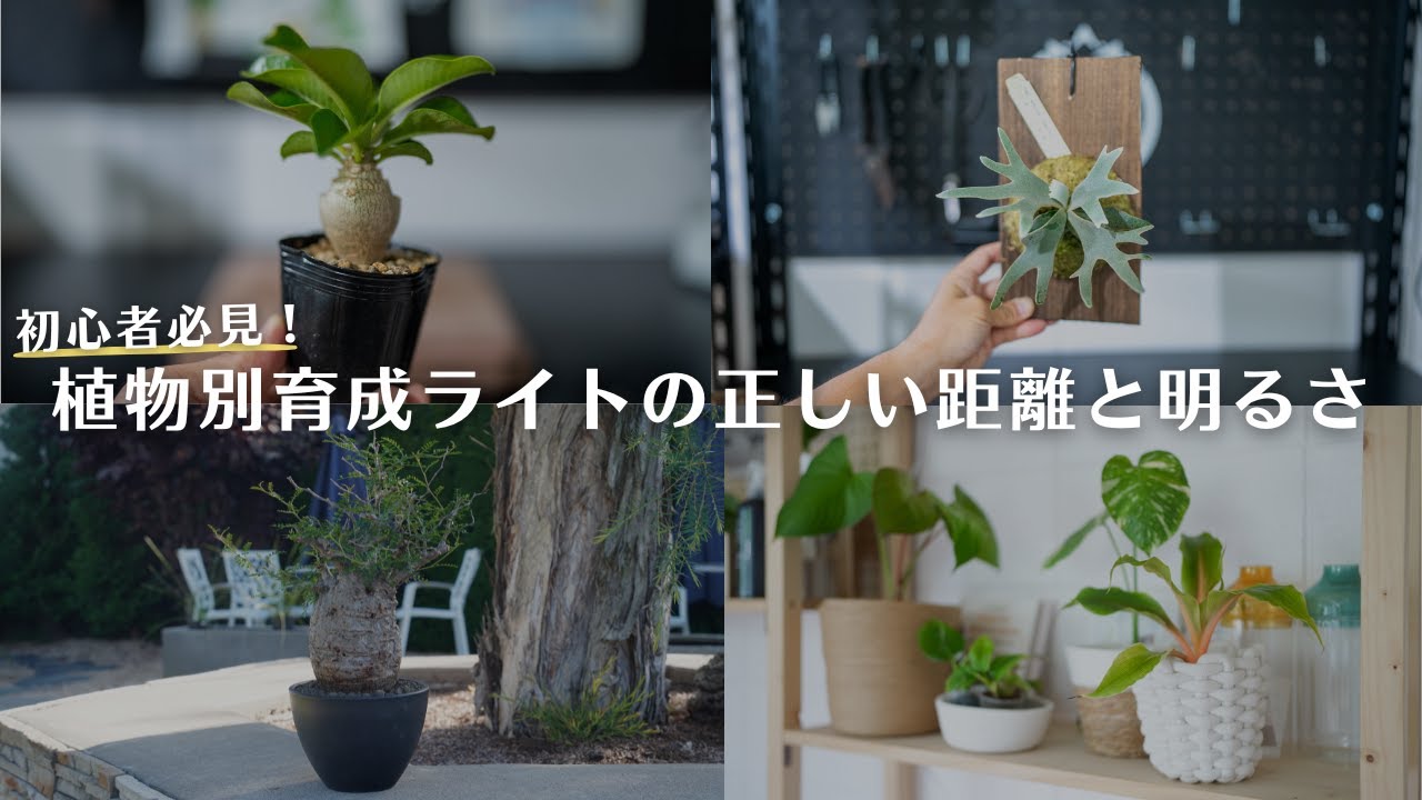 知らないと損する！育成ライトの正しい使い方