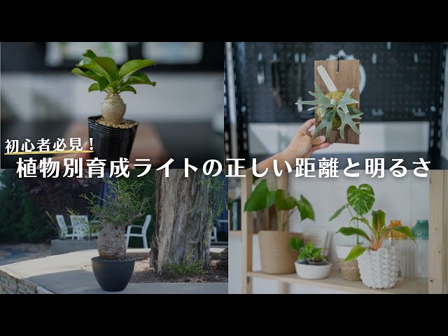 植物育成ライトスタンド】オシャレでカッコいい超おすすめ！フロアー