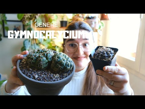 Video: Gymnocalycium Mikhanovich: descrizione, caratteristiche di coltivazione e riproduzione