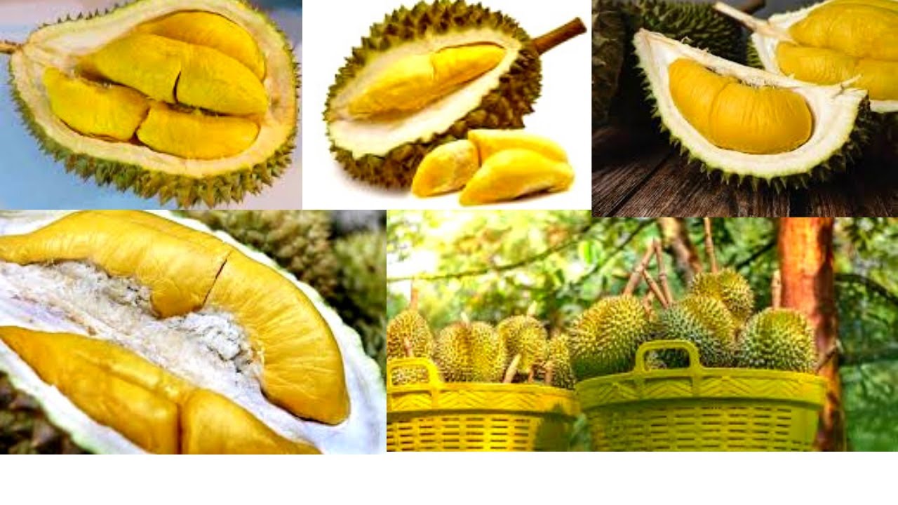 Durian Musang king 1 Biji Rm 15 di ss2 YouTube