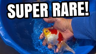 Keeping SUPER RARE fish in DIY Mini Pond!