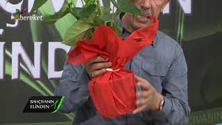 Bahçıvanın Elinden - Canlı Orman Gülü ve Kauçuk Bitkisi