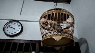 Puter Pelung Suara Menangis (Wijaya Farm Ring no11)
