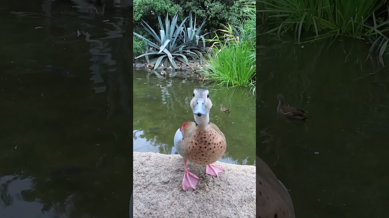 【クビワコガモ】〜神戸どうぶつ王国〜2024.6.24撮影Ringed Teal