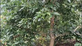 Alpokat Genjah Unggul Sukabumi (Agus)