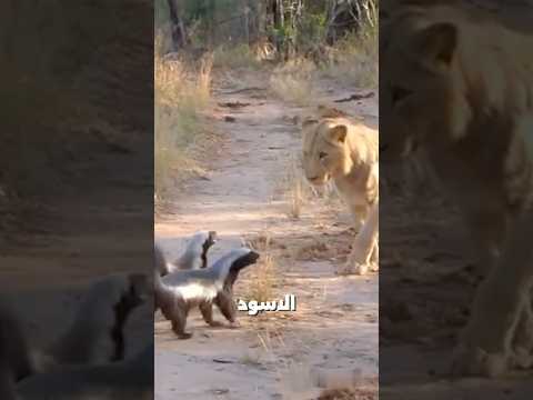 حيوانات لا تخاف من الأسود والأخير هو ملك الغابة الحقيقي 