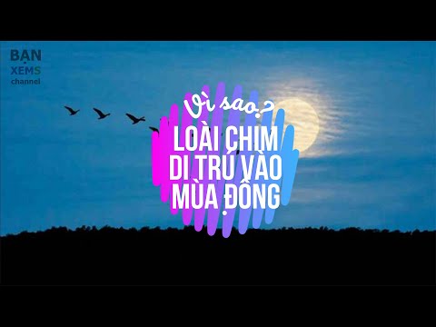 Video: Chim Di Cư Bay ở đâu