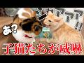 子猫たちがベルちゃんとの対面で恐怖のあまり威嚇が止まらなくなってしまいました…。