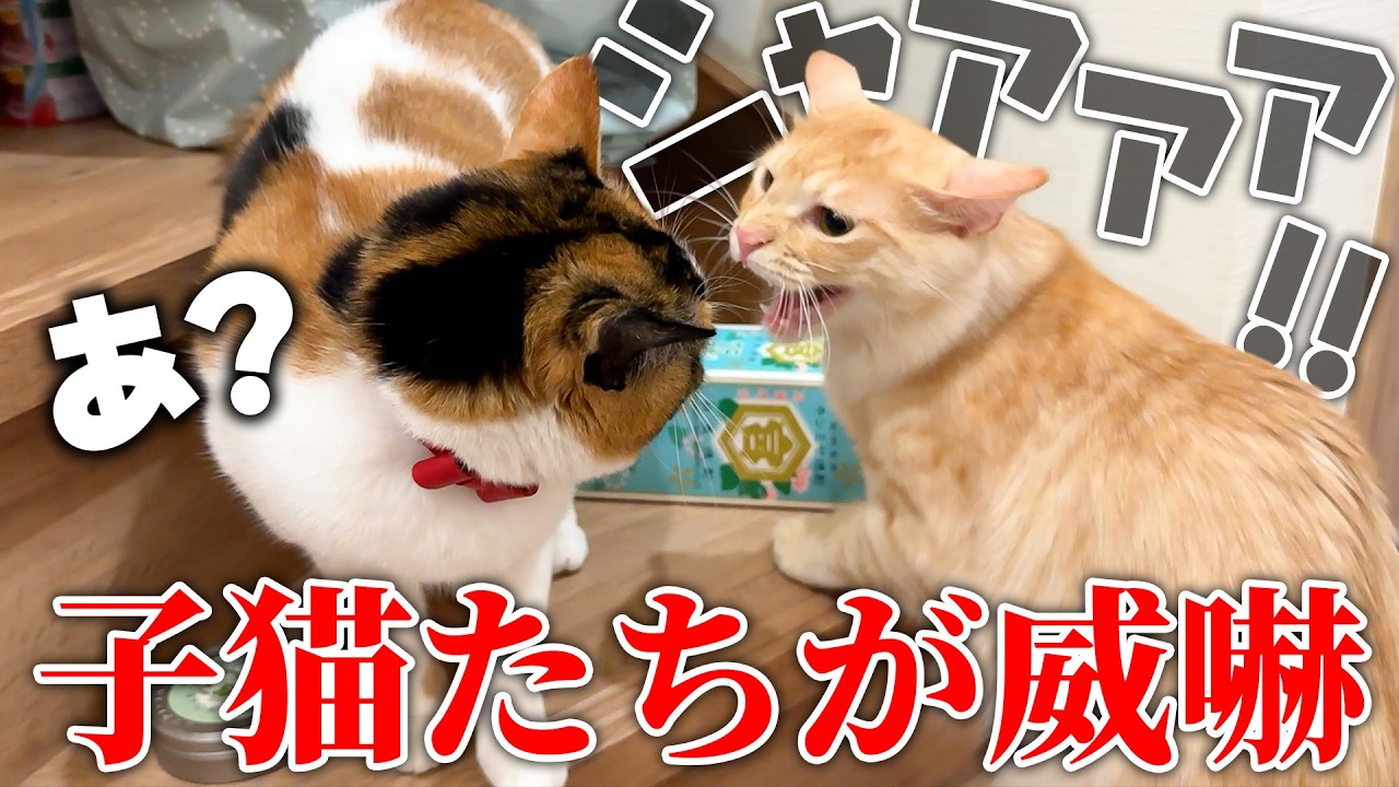 子猫たちがベルちゃんとの対面で恐怖のあまり威嚇が止まらなくなってしまいました…。