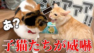 子猫たちがベルちゃんとの対面で恐怖のあまり威嚇が止まらなくなってしまいました…。