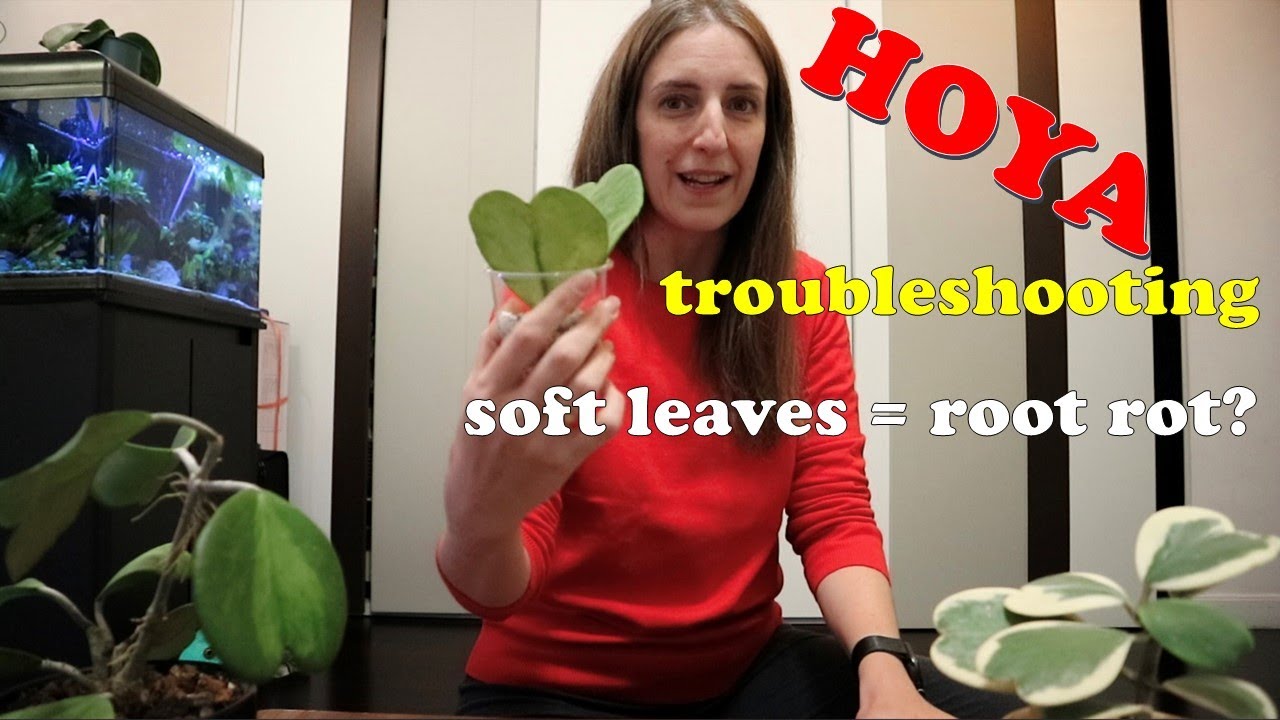 SOFT LEAVES on my hoya kerrii (