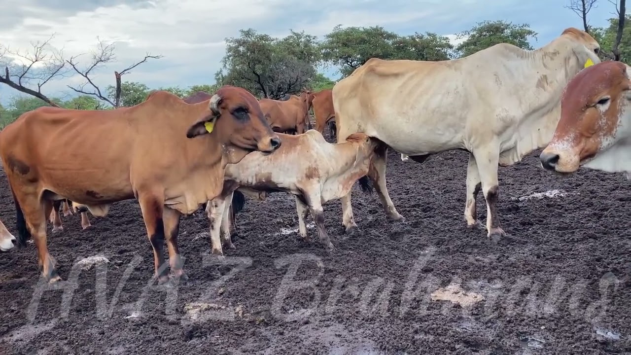 HVAZ Brahmans - Future Herd Prospects