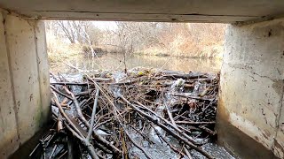UNCLOGGING BEAVER DAM UNDER BRIDGE/ Beaver Dam Removal !