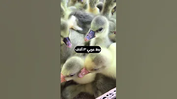 سعر البط العراقي بط عربي 