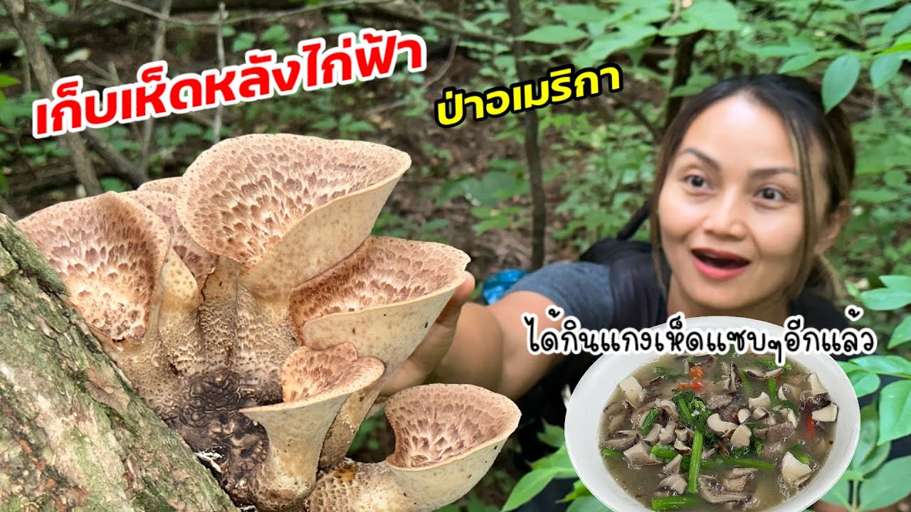 V345 Collecting wild American mushrooms, one group is enough for cooking. Collecting vegetables f...