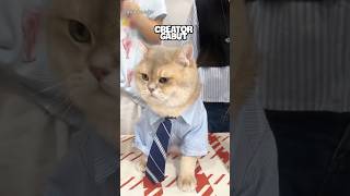 Bontot kentut pas ikut lomba kucing #shorts #kucing #kucinglucu