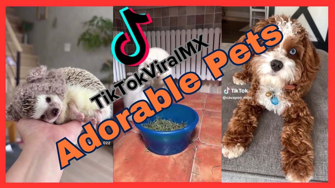 Selection of adorable pets found on TikTok. - YouTube