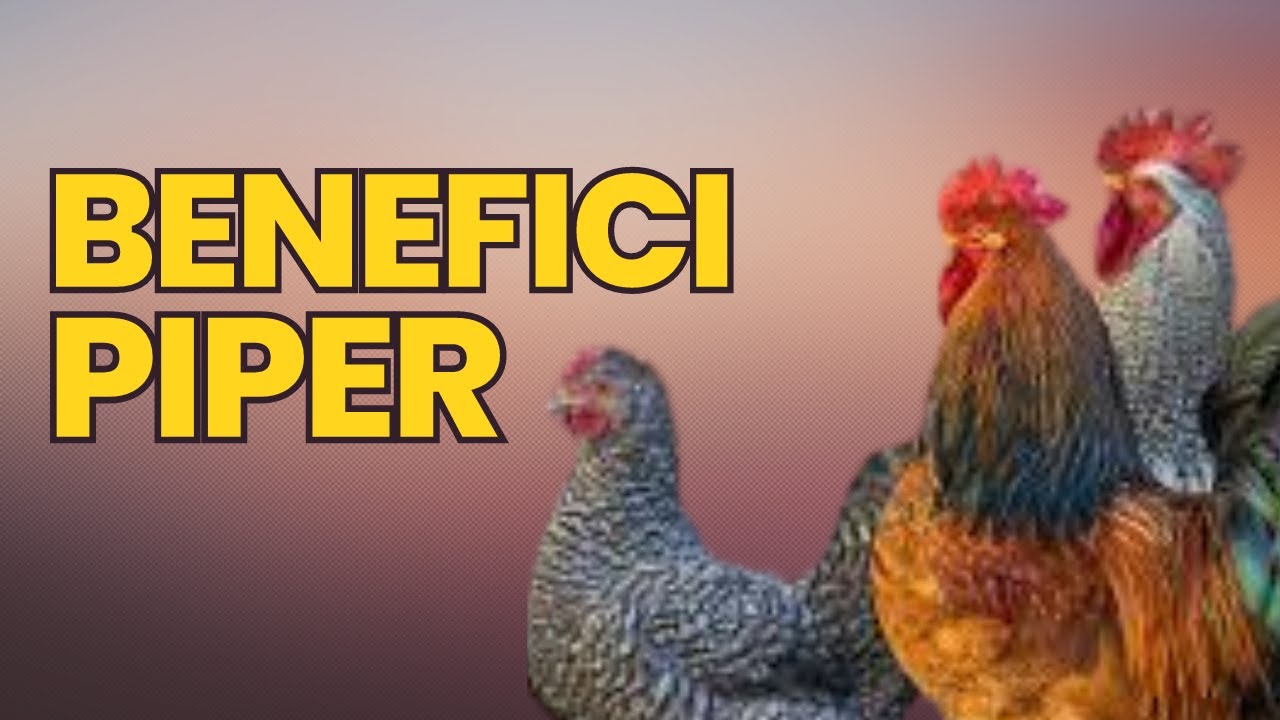 Beneficiul piperului la gaini si pasari de curte