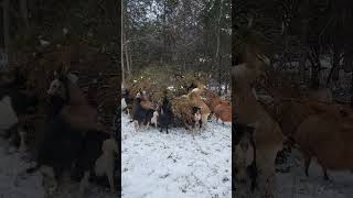 Kiko Goats,, Eating Cedar