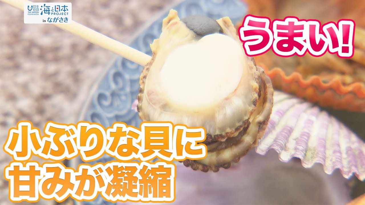 激レア　長崎県産　法螺貝　ホラガイ 激レア 長崎県産 法螺貝 ホラガイ - メルカリ