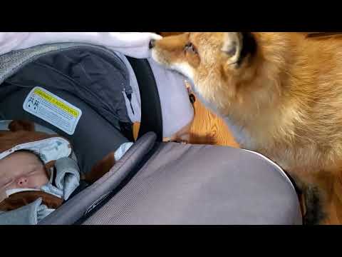 Finnegan fox meets a baby