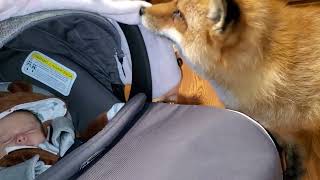 Finnegan fox meets a baby