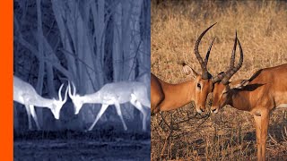 Impala Ambushed by Leopard at Night | Africa’s Hunters | Love Nature Impala Ambushed by Leopard at Night | Africa’s Hunters | Love Nature