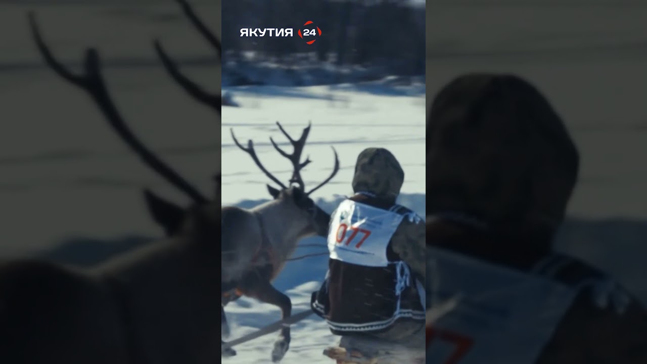 Гонки на оленях/Reindeer racing 🦌⚡️👀 