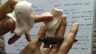 Talus : Anatomy and Blood Supply