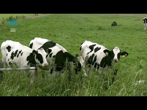 صوت البقر للمونتاج 